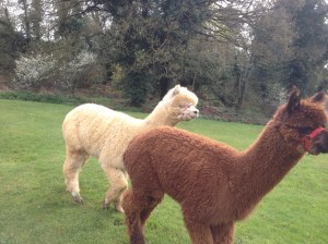 Alpacas