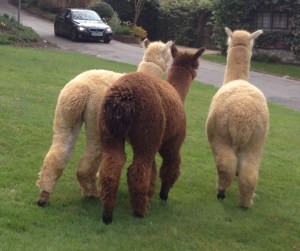 Alpacas